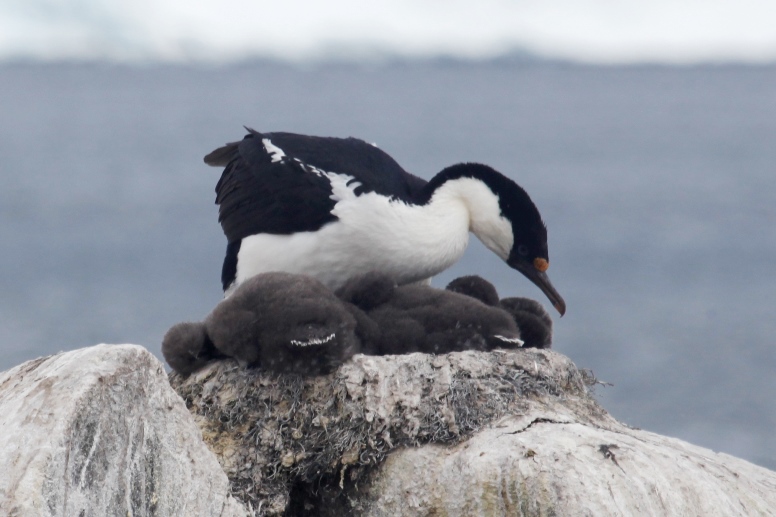 antarctic shag